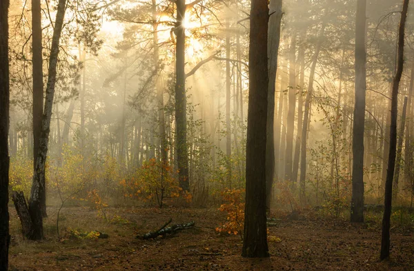 Floresta Bom Dia Outono Raios Sol Jogam Nos Ramos Das — Fotografia de Stock