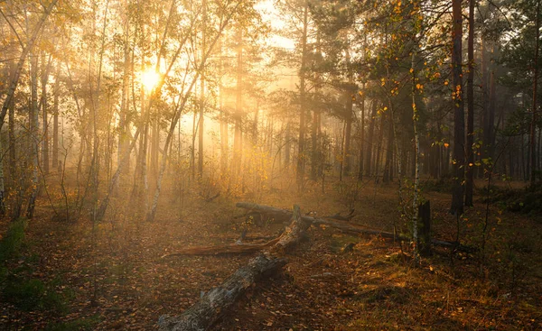 Bosque Buenos Días Otoño Los Rayos Del Sol Juegan Las — Foto de Stock