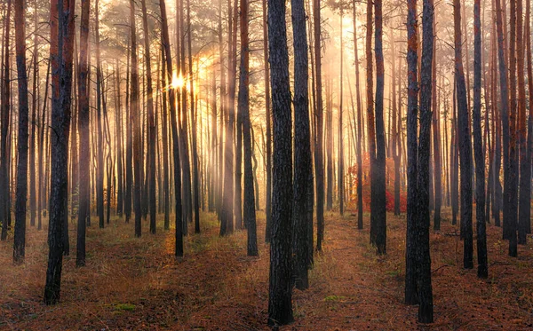 Erdő Őszi Reggelen Nap Sugarai Játszanak Fák Ágai Kellemes Séta — Stock Fotó