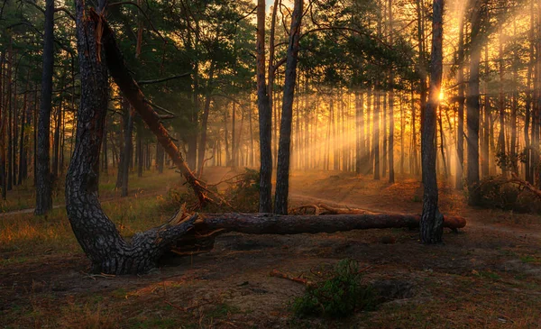 포리스트 광선은 나무의 가지에서 재생됩니다 속에서 즐거운 — 스톡 사진