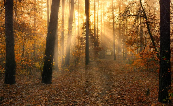 Forest Bonjour Automne Les Rayons Soleil Jouent Dans Les Branches — Photo