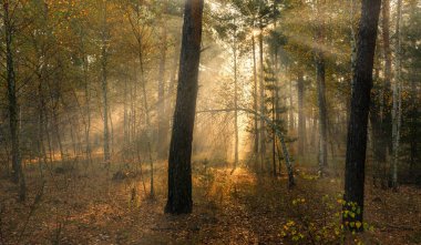 Orman. Günsonbahar sabahı. Güneş ışınları ağaçların dallarında oynar. Doğada keyifli bir yürüyüş.