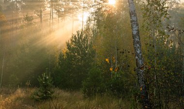 Orman. Günsonbahar sabahı. Güneş ışınları ağaçların dallarında oynar. Doğada keyifli bir yürüyüş.