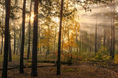 Orman. Günsonbahar sabahı. Güneş ışınları ağaçların dallarında oynar. Doğada keyifli bir yürüyüş.