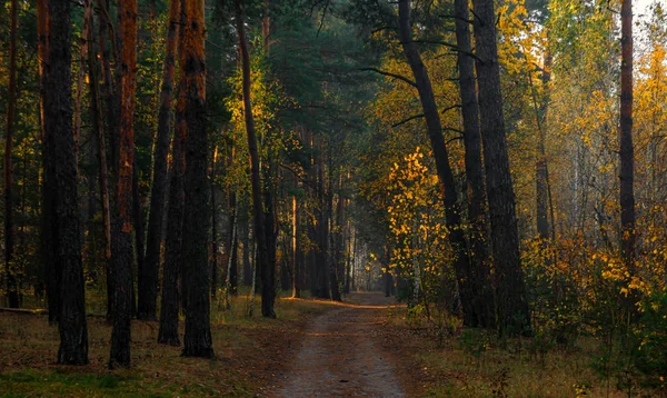 Reizen Langs Boswegen Herfstkleuren Sierden Bomen Lichte Mist Creëert Fantastische — Stockfoto