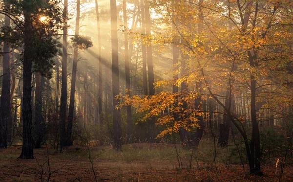 Floresta Bom Dia Outono Raios Sol Jogam Nos Ramos Das — Fotografia de Stock