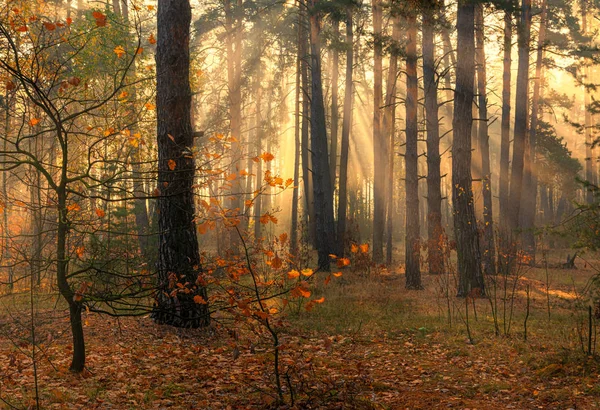 Wald Guten Herbstmorgen Die Sonnenstrahlen Spielen Den Ästen Der Bäume — Stockfoto