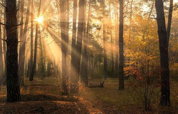 Floresta Bom Dia Outono Raios Sol Jogam Nos Ramos Das — Fotografia de Stock