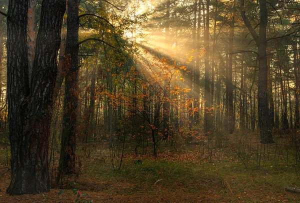 Лес Доброе Осеннее Утро Солнечные Лучи Играют Ветвях Деревьев Приятная — стоковое фото