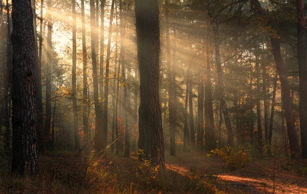 Camina Por Bosque Agradable Clima Otoñal Los Rayos Del Sol —  Fotos de Stock