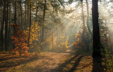 Ormanda yürü. Hoş sonbahar havası. Güneş ışınları ağaçların dallarında oynar.