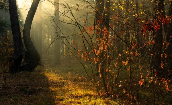 森の中を歩け気持ちの良い秋の天気 太陽の光が木の枝で遊ぶ — ストック写真