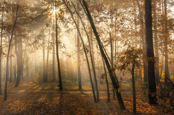 Walk in the woods. Pleasant autumn weather. Sun rays play in the branches of trees.