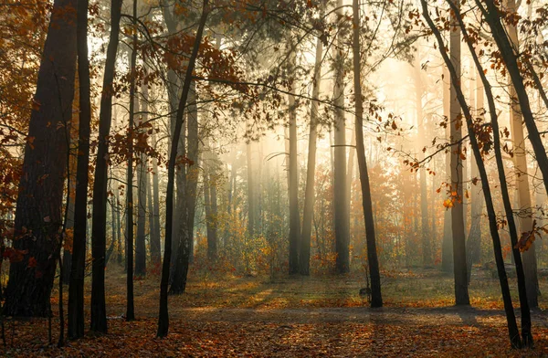 Περπατήστε Στο Δάσος Ευχάριστος Φθινοπωρινός Καιρός Ηλιακές Ακτίνες Παίζουν Στα — Φωτογραφία Αρχείου