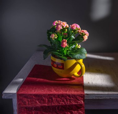 Kalanchoe çiçekleriyle kırmızı kağıt üzerinde büyük bir seramik kasede hayat. Eski.