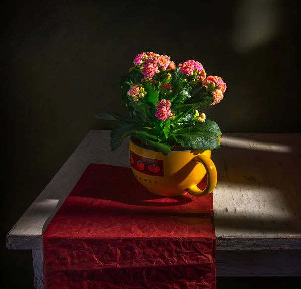 Stillleben Mit Blumen Kalanchoe Rotes Papier — Stockfoto