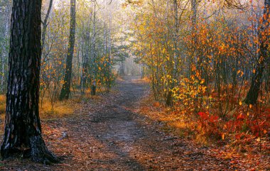 Sonbahar ormanda yürümek. Güneş ışınları. sonbahar renkleri. sis.