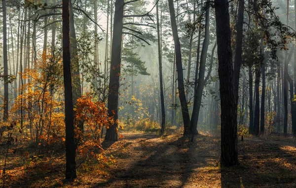 Caminhar Floresta Outono Raios Solares Cores Outono Nevoeiro — Fotografia de Stock