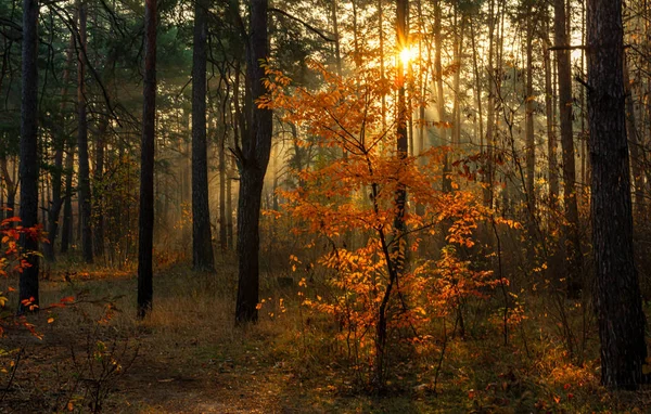 走在秋天的森林里 太阳光线 秋天的颜色 — 图库照片