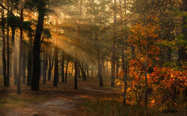 Περίπατος Στο Δάσος Φθινόπωρο Ακτίνες Του Ήλιου Χρώματα Του Φθινοπώρου — Φωτογραφία Αρχείου