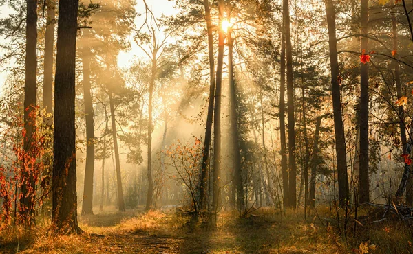 Caminar Bosque Otoño Rayos Solares Colores Otoño Niebla — Foto de Stock