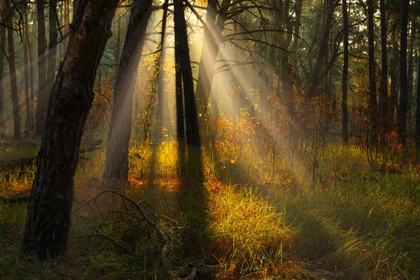 Прогулка Осеннему Лесу Солнечные Лучи Осенние Цвета Туман — стоковое фото