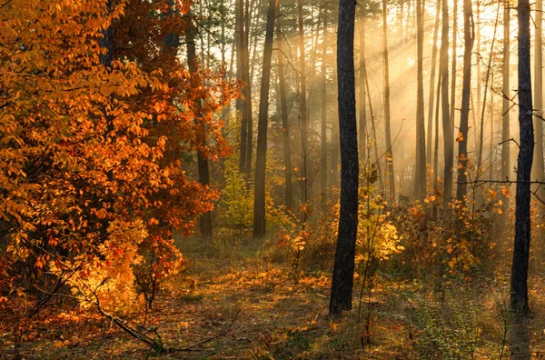 Passeggiata Nella Foresta Autunnale Raggi Del Sole Colori Autunnali Nebbia — Foto Stock