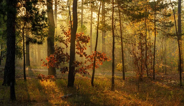 Wandelen Herfst Bos Stralen Van Zon Herfst Kleuren Mist — Stockfoto