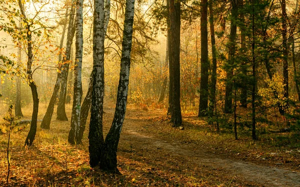 秋の森の中を歩きます 太陽光線 秋の色 — ストック写真