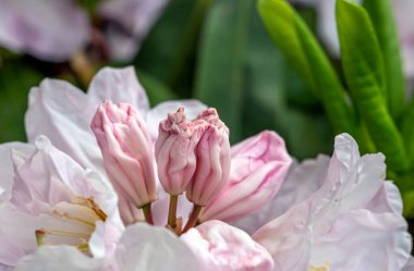 Azalea. Rododendron cinsinden güzel çiçek açan bir bitki türü..