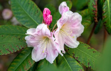 Azalea. Rododendron cinsinden güzel çiçek açan bir bitki türü..