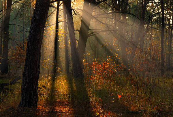 Sun rays play in the branches of trees. Autumn forest. Autumn colors. Morning. Walk in the woods.