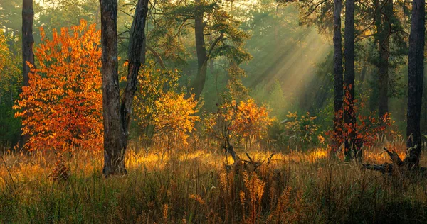Солнечные Лучи Играют Ветвях Деревьев Осенний Лес Осенние Цвета Доброе — стоковое фото