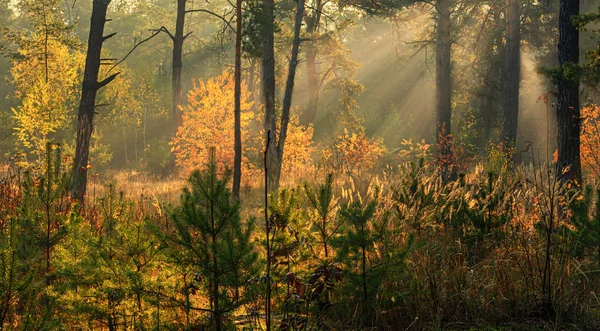 Raios Solares Jogam Nos Ramos Das Árvores Floresta Outono Cores — Fotografia de Stock