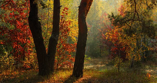 太陽光線は木の枝で再生されます 秋の森 秋の色 森の中を歩く — ストック写真