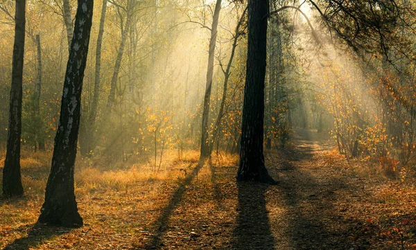 Les Rayons Soleil Jouent Dans Les Branches Des Arbres Forêt — Photo