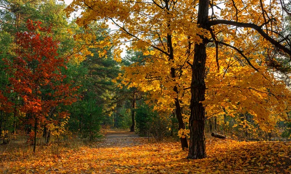 Sluneční Paprsky Hrají Větvích Stromů Podzimní Les Podzimní Barvy Dobré — Stock fotografie