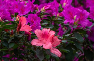 Azalea. Rododendron cinsinden güzel çiçek açan bir bitki türü..