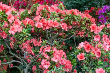 Azalea. Rododendron cinsinden güzel çiçek açan bir bitki türü..