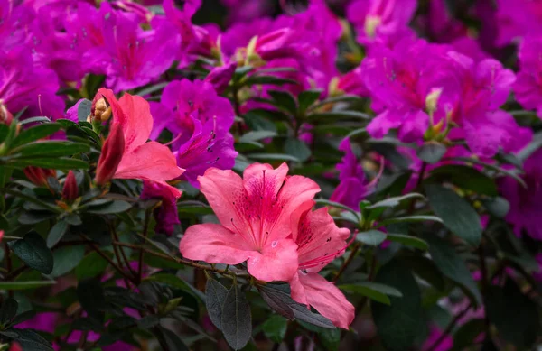 Azálea Espécies Plantas Género Rhododendron Lindamente Floridas — Fotografia de Stock