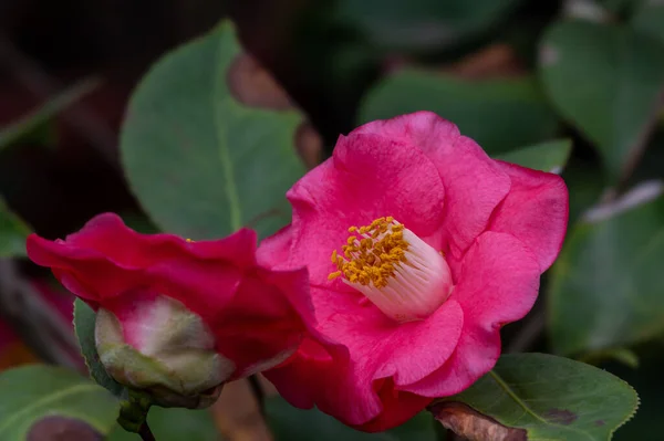 Kamélie Květiny Evergreen Čajové Čeledi Theaceae Nature — Stock fotografie