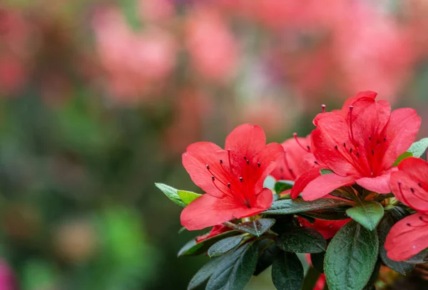 Αζαλέα Ένα Όμορφα Ανθοφόρο Είδος Φυτών Του Γένους Rhododendron — Φωτογραφία Αρχείου