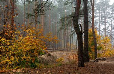 Sonbahar ormanı. Doğada güzel bir yürüyüş. Sonbahar, sihirli renkleriyle boyanmış ağaçları.