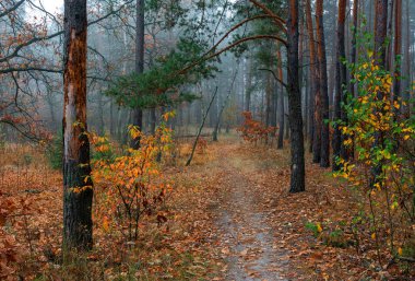 Sonbahar ormanı. Doğada güzel bir yürüyüş. Sonbahar, sihirli renkleriyle boyanmış ağaçları.