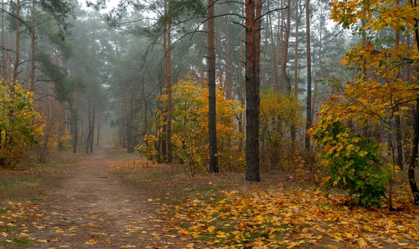 Floresta Outono Caminhada Agradável Natureza Outono Pintado Árvores Com Suas — Fotografia de Stock