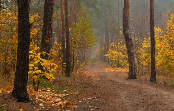 秋の森自然の中で快適な散歩 魔法の色を持つ秋の木を描いた — ストック写真