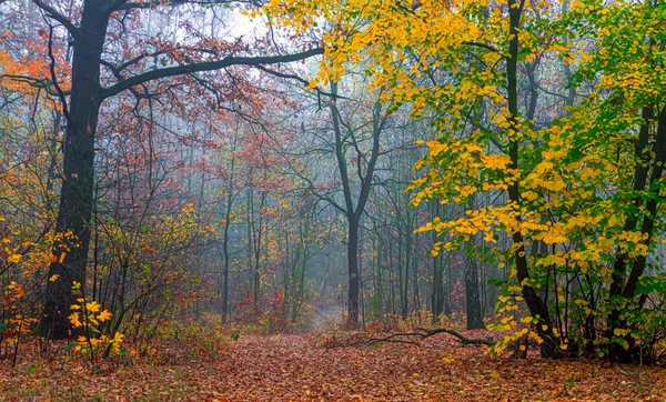 Bosque Otoño Agradable Paseo Por Naturaleza Árboles Pintados Otoño Con — Foto de Stock