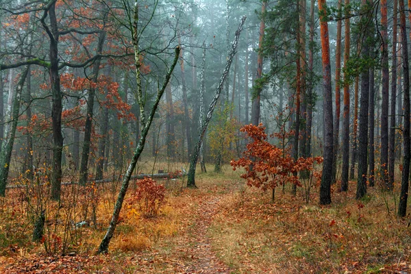 Bosque Otoño Agradable Paseo Por Naturaleza Árboles Pintados Otoño Con — Foto de Stock