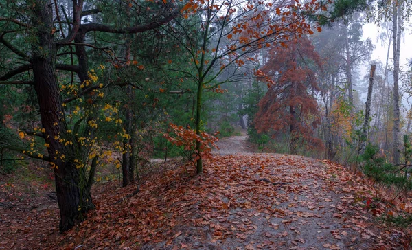 Herbstwald Angenehmer Spaziergang Der Natur Herbst Bemalte Bäume Mit Ihren — Stockfoto