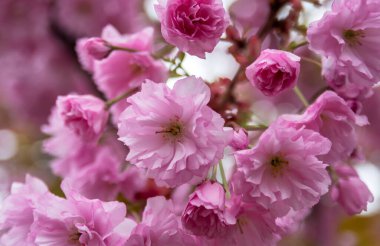 Kiraz çiçekleri. Japon kirazı ya da sakura, kiraz alt cinsinin dekoratif ağaçları için yaygın bir isimdir..
